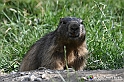 VBS_1 -  Plateau du Mont-Cenise, Grand Croix, Marmotte_-_0090 mt